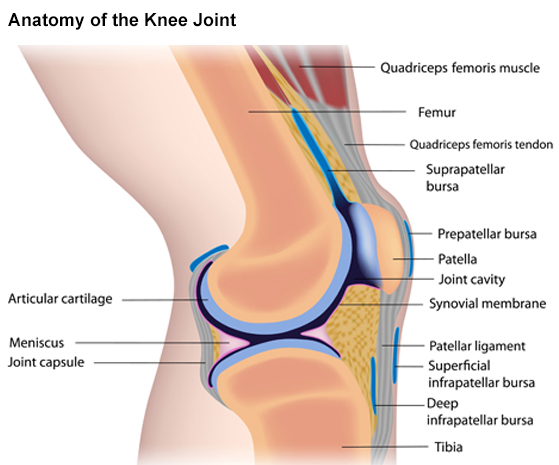 Anatomy of the Knee Joint Graphic
